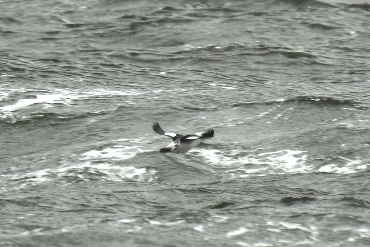 Black Guillemot - ML610142318