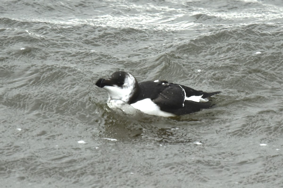 Razorbill - Blair Whyte