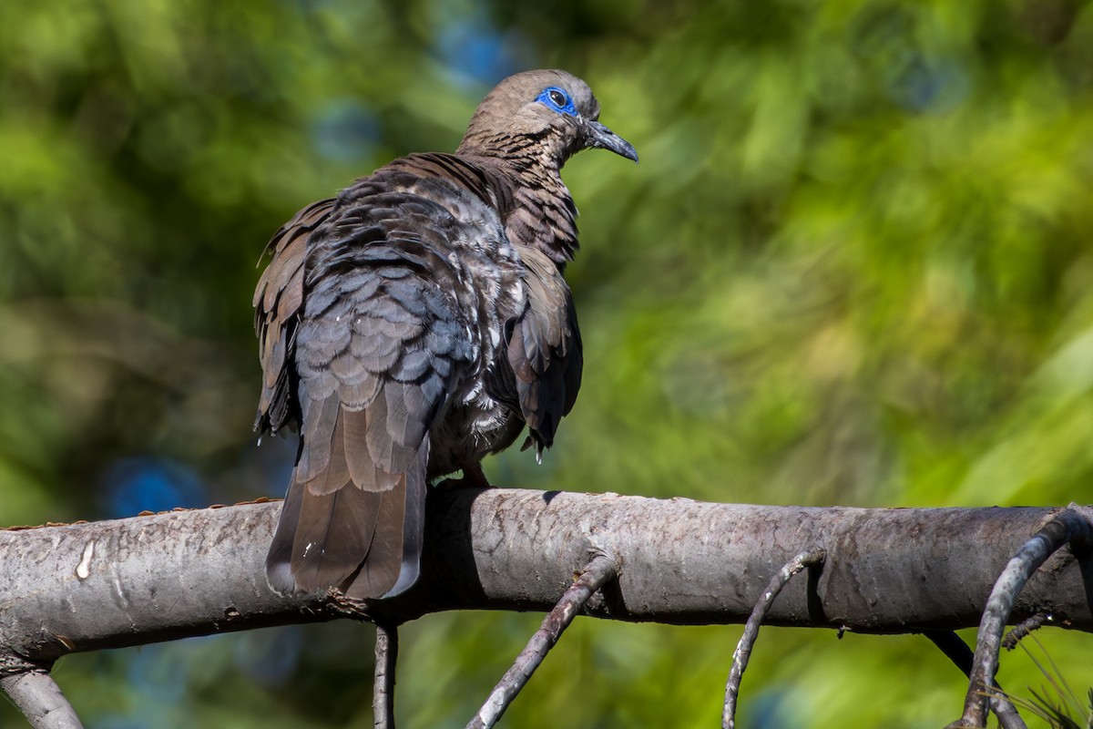 West Peruvian Dove - ML610142350