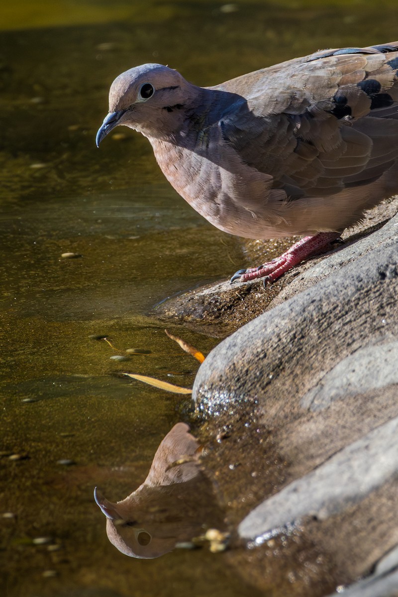 Eared Dove - ML610142373