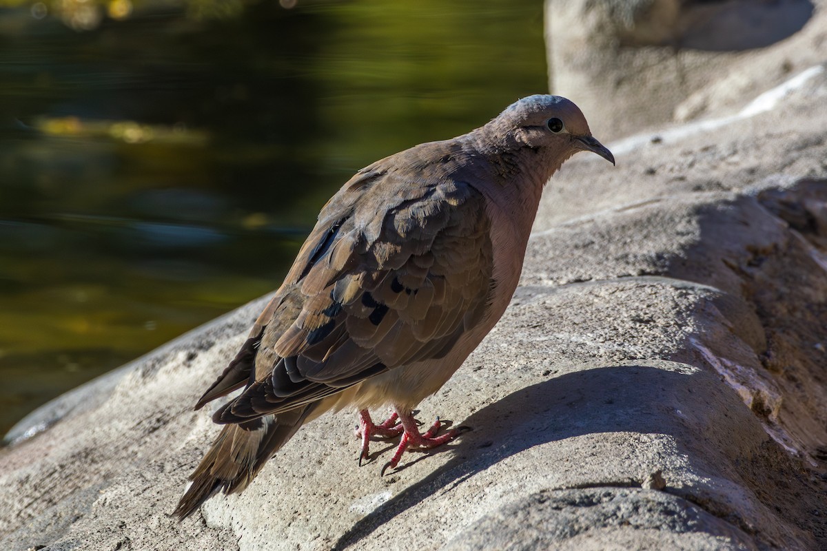 Eared Dove - ML610142374