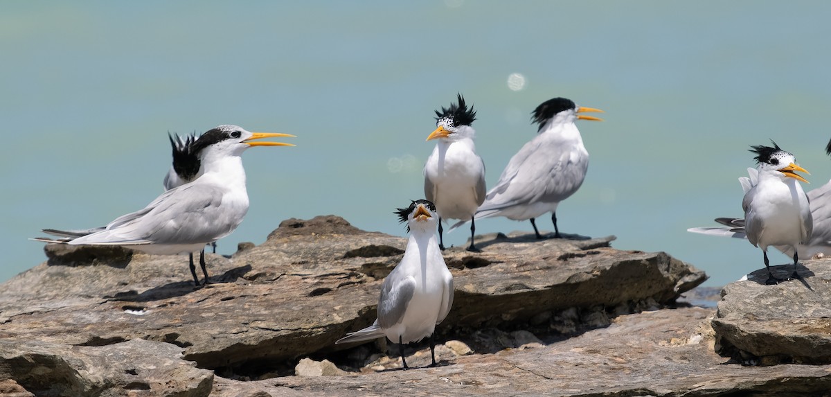 Lesser Crested Tern - ML610142406