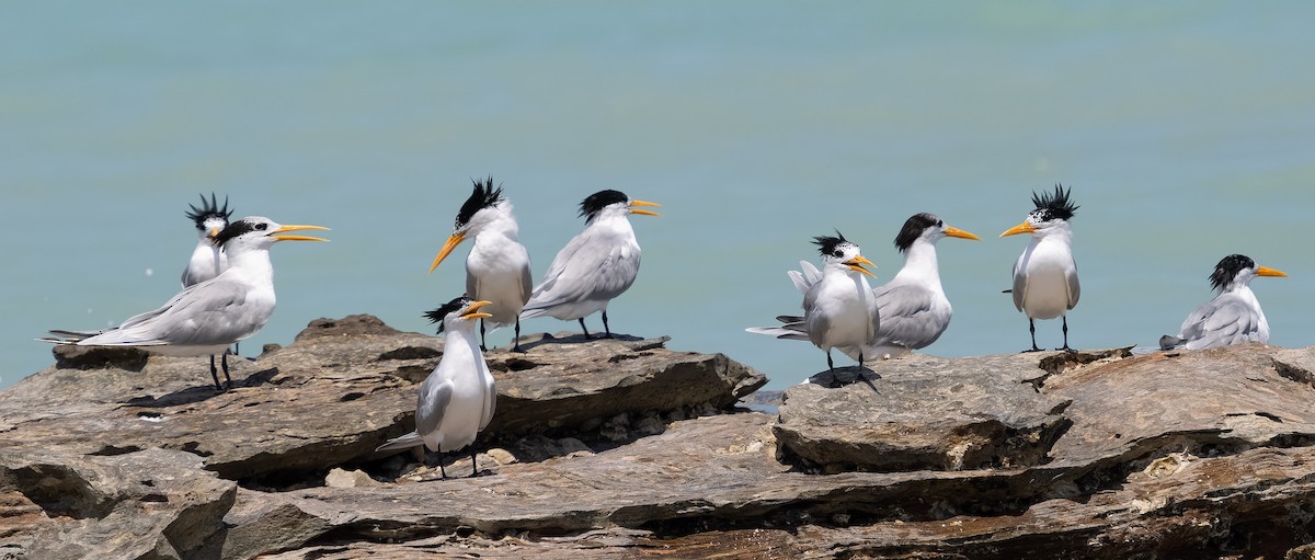 Lesser Crested Tern - ML610142409