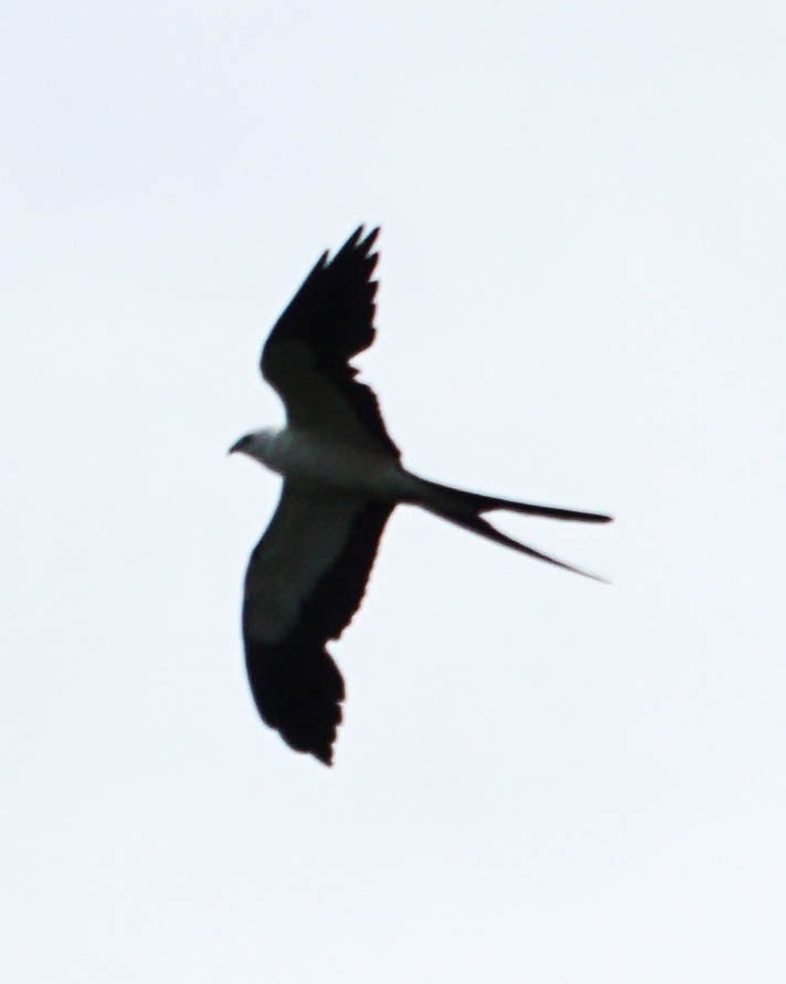 Swallow-tailed Kite - ML61014241