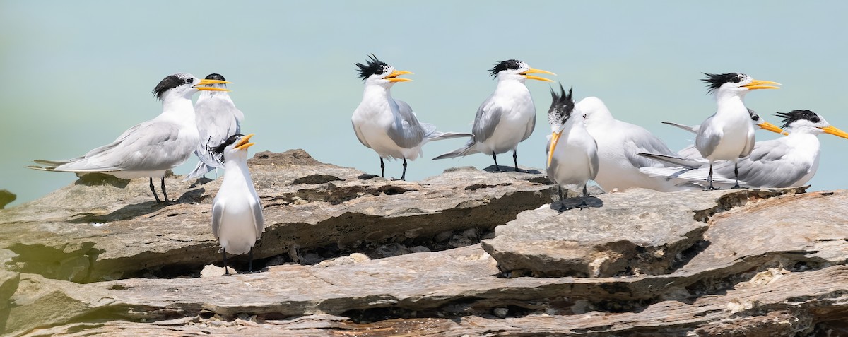 Lesser Crested Tern - ML610142417