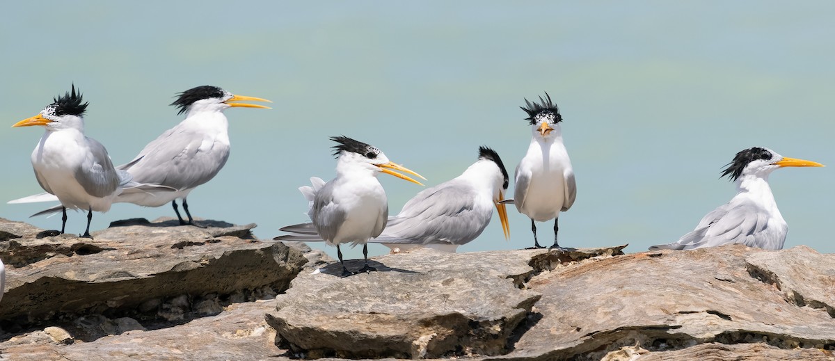 Lesser Crested Tern - ML610142423