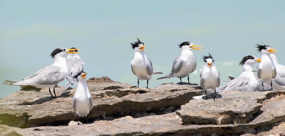 Lesser Crested Tern - ML610142426