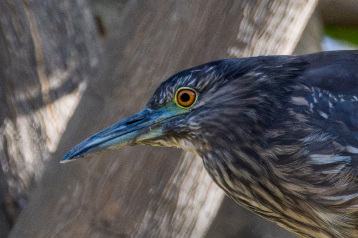 Black-crowned Night Heron - ML610142446