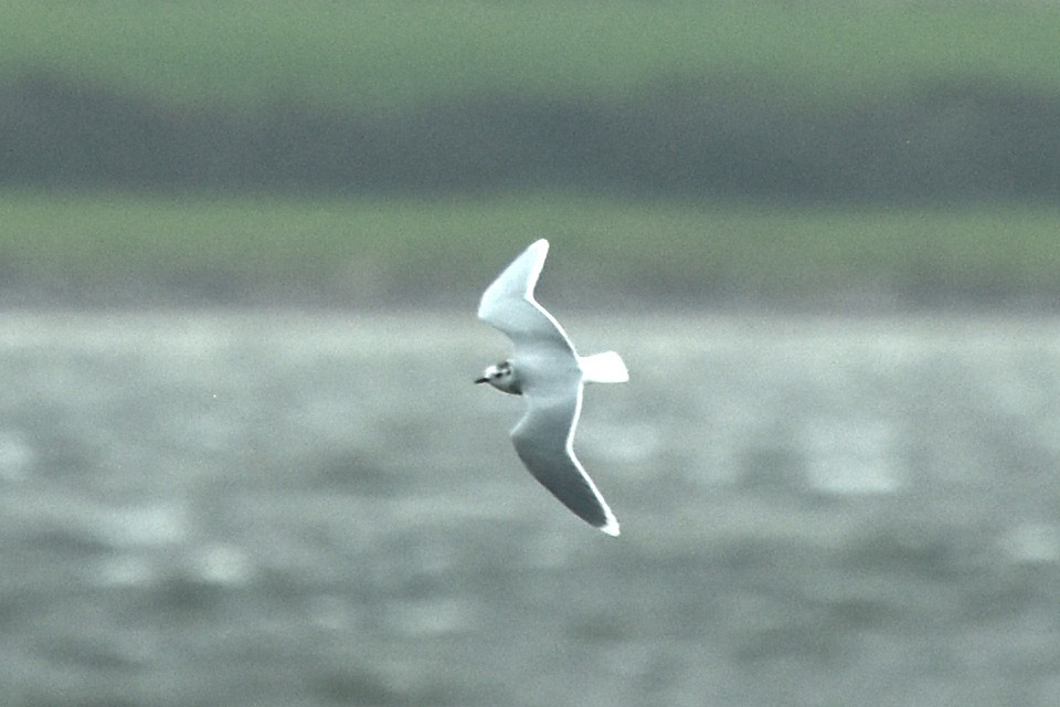 Little Gull - ML610142470