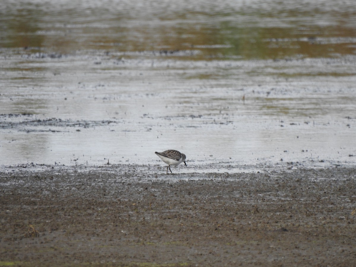 Semipalmated Sandpiper - ML610142473