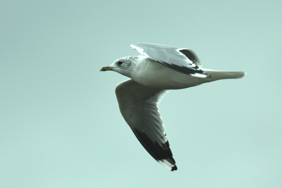 Common Gull - Blair Whyte