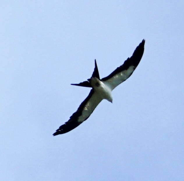 Swallow-tailed Kite - ML61014251