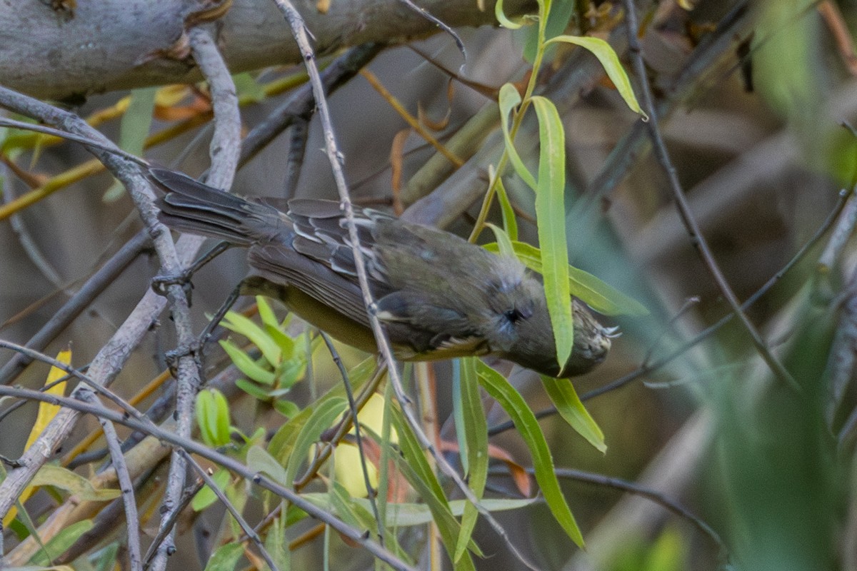 Cinereous Conebill - ML610142515