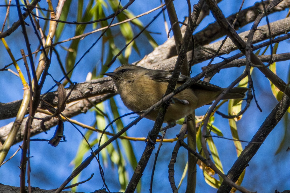 Cinereous Conebill - ML610142517