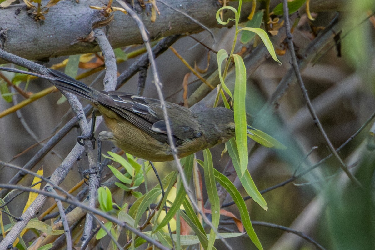 Cinereous Conebill - ML610142520