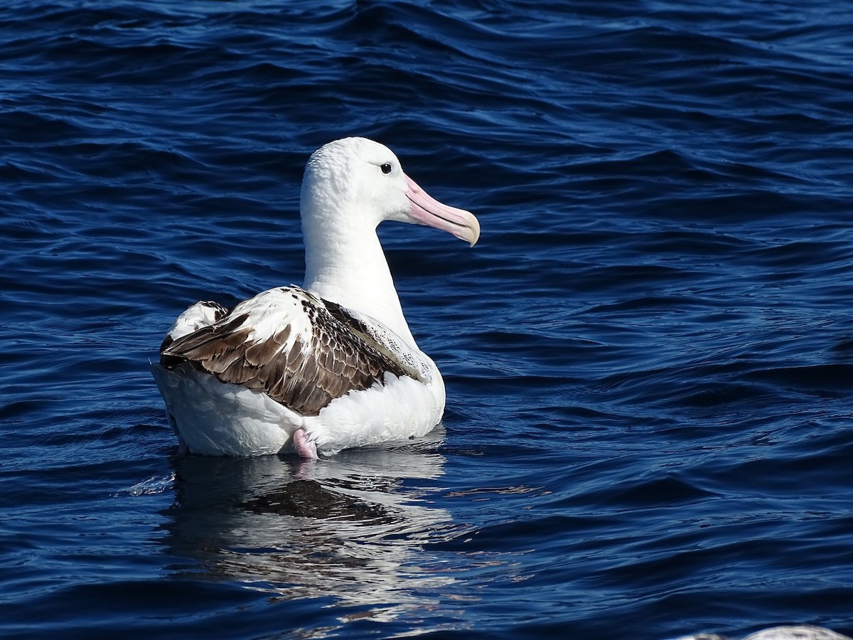 albatros Sanfordův/královský - ML610142592