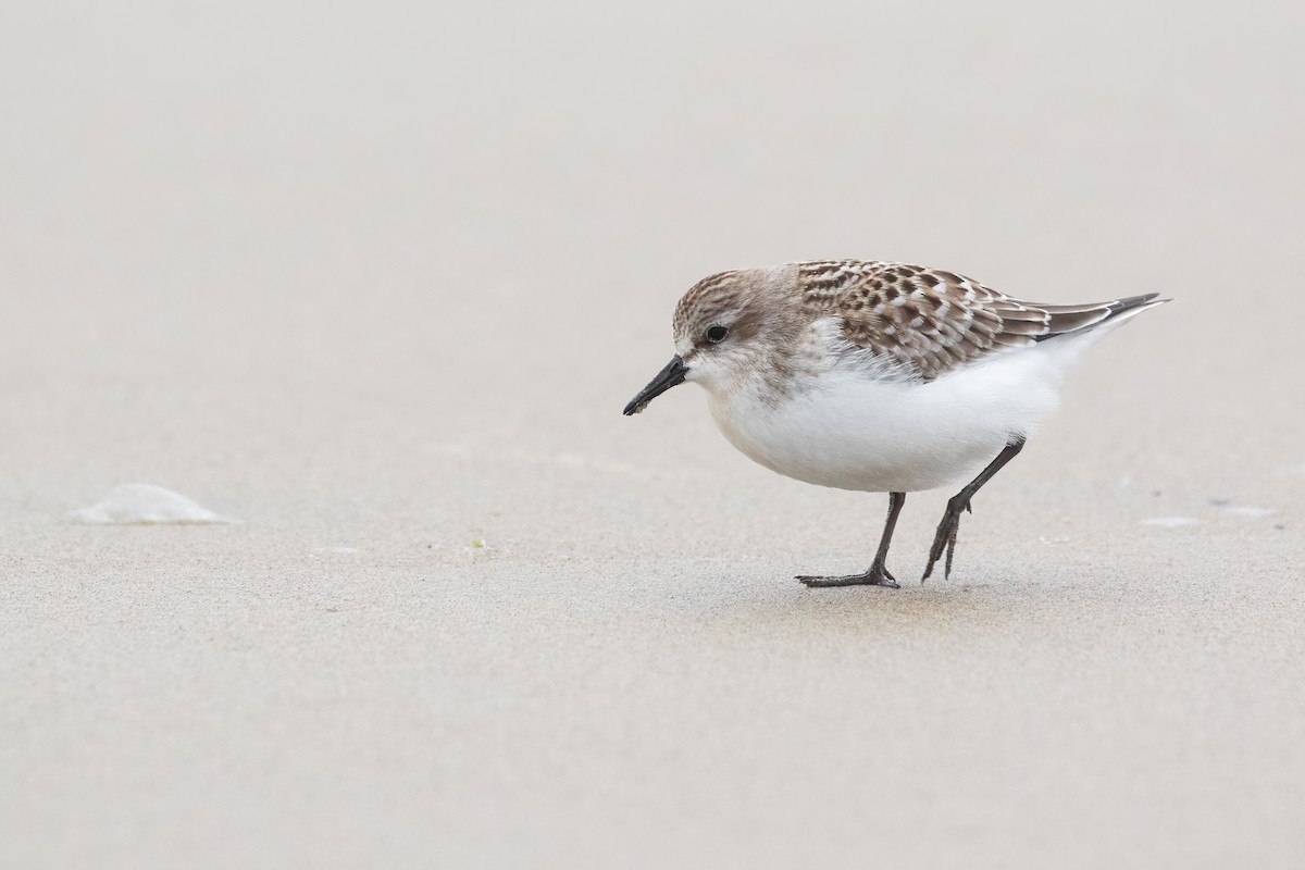 Red-necked Stint - Tanner Martin