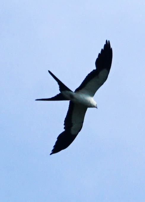 Swallow-tailed Kite - ML61014261