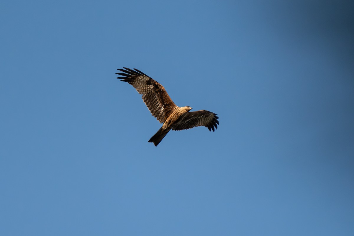 Black Kite - ML610142684