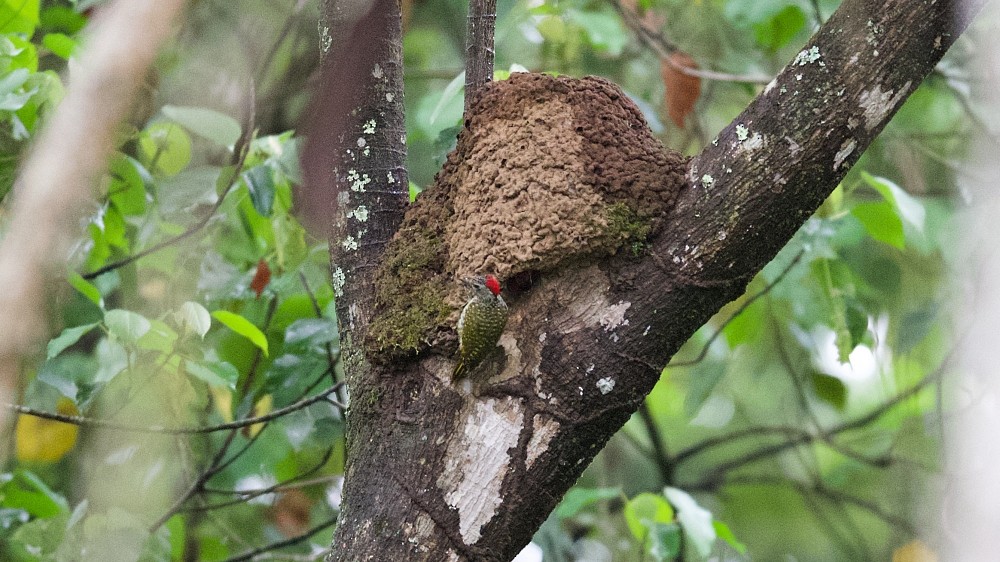 Green-backed Woodpecker (Spot-backed) - ML610142688