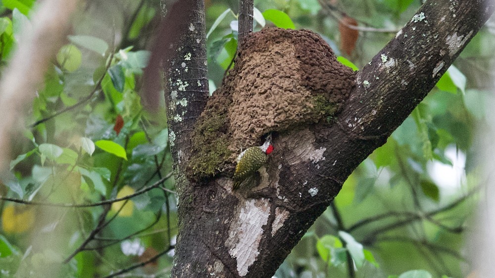 Green-backed Woodpecker (Spot-backed) - ML610142689