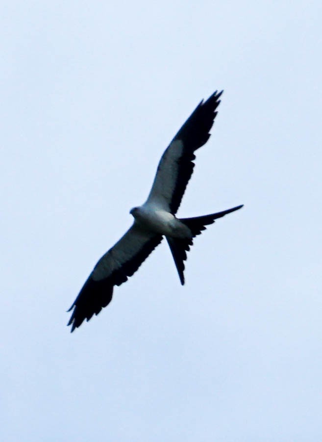 Swallow-tailed Kite - ML61014271