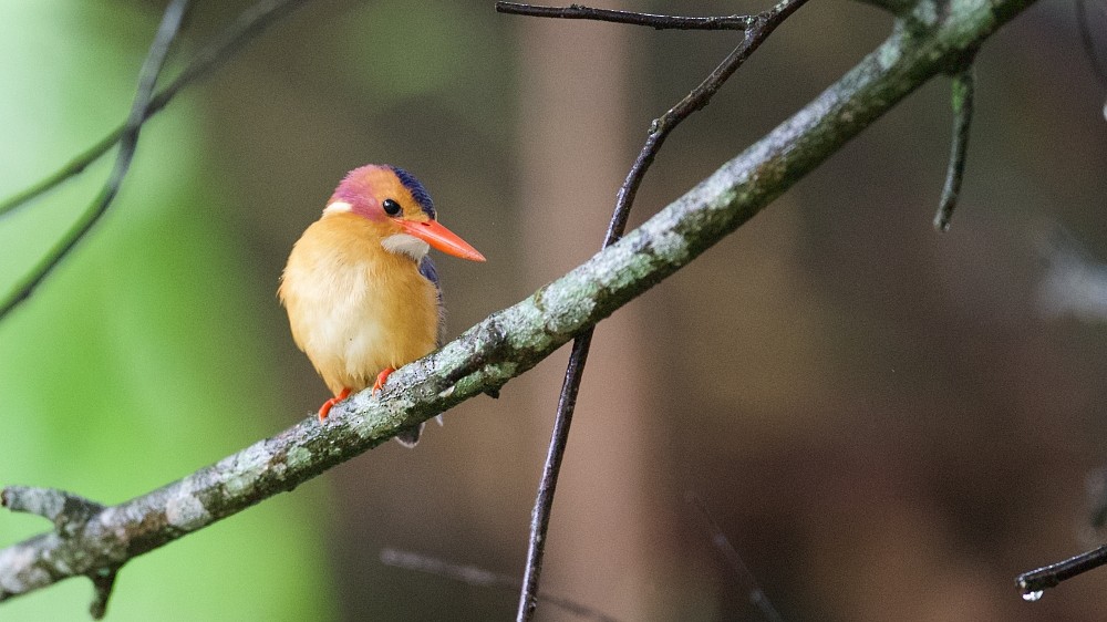 African Pygmy Kingfisher - ML610142710