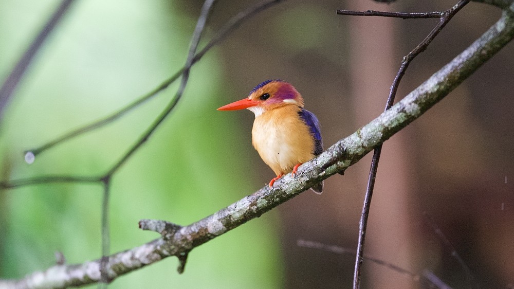 African Pygmy Kingfisher - ML610142712