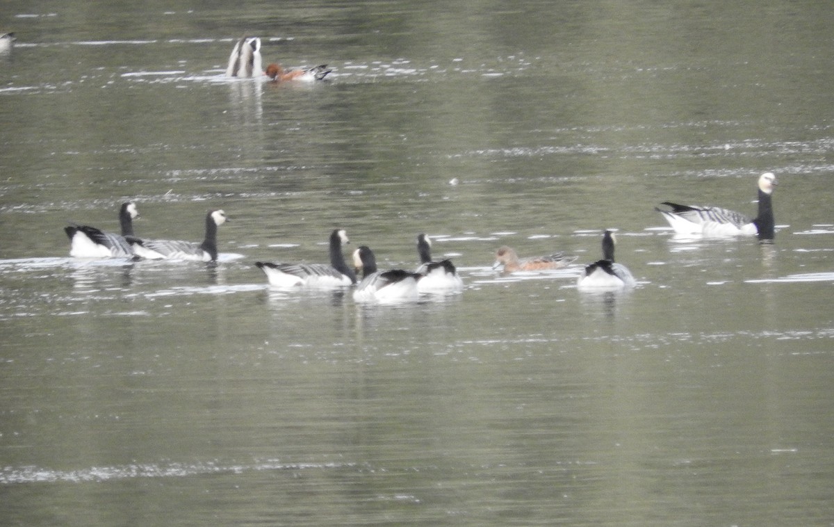 Barnacle Goose - Andy Hannaford