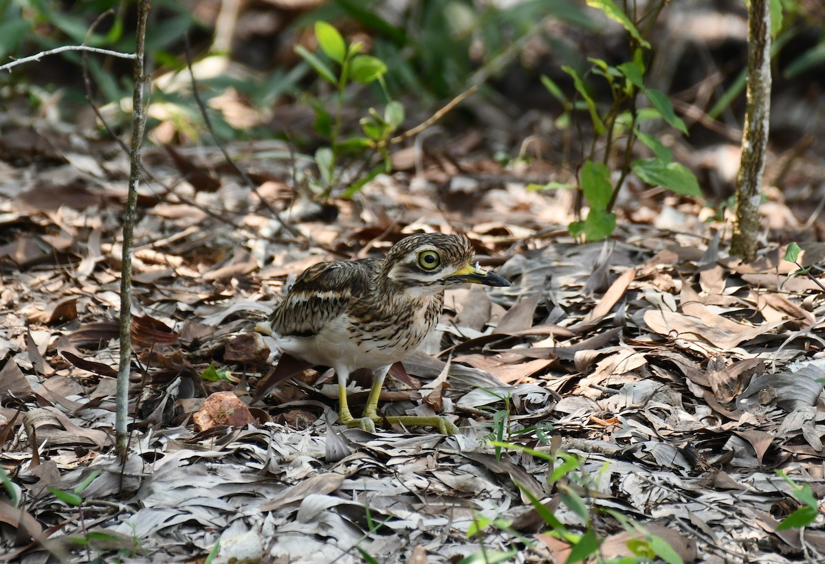 Indian Thick-knee - ML610142742