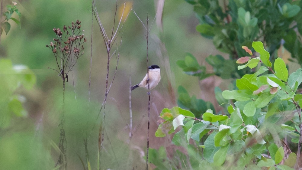 Marsh Tchagra (Anchieta's) - ML610142767