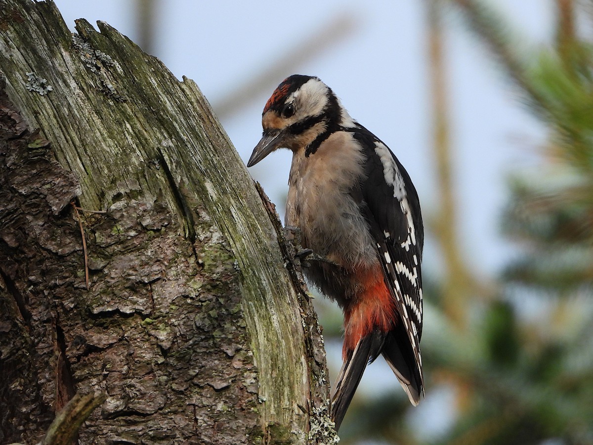 Great Spotted Woodpecker - ML610142844