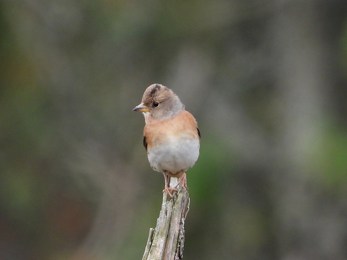 Brambling - ML610142848