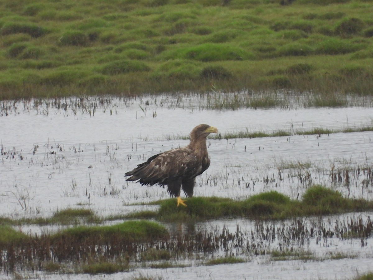 White-tailed Eagle - ML610142851