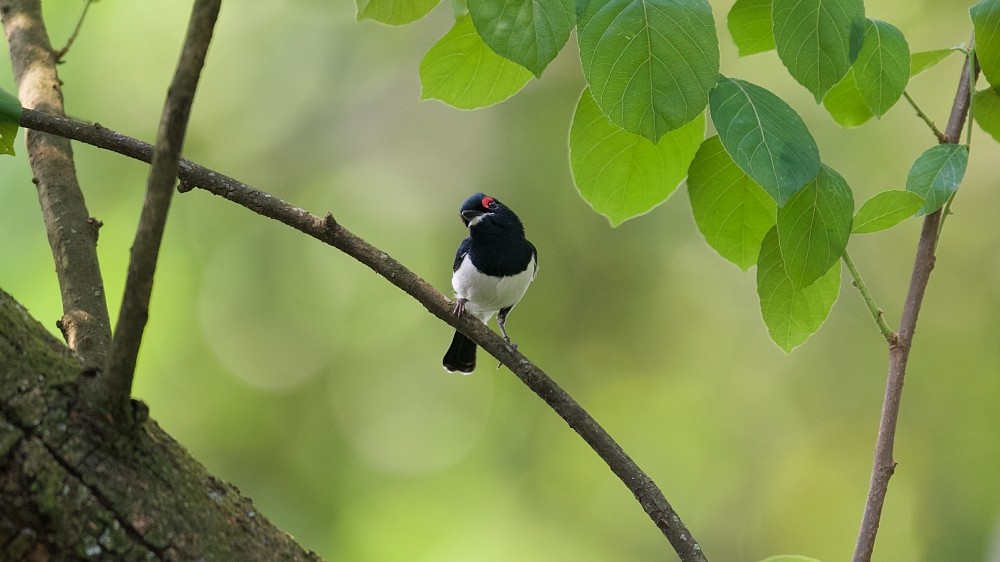 Black-throated Wattle-eye - Clayton Burne