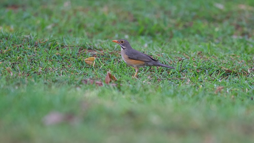 Kurrichane Thrush - ML610142883