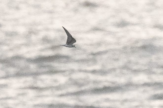 Black Tern - ML610142921