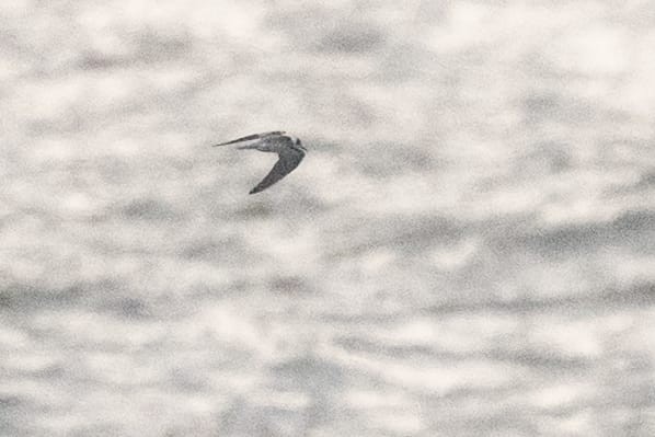 Black Tern - ML610142922