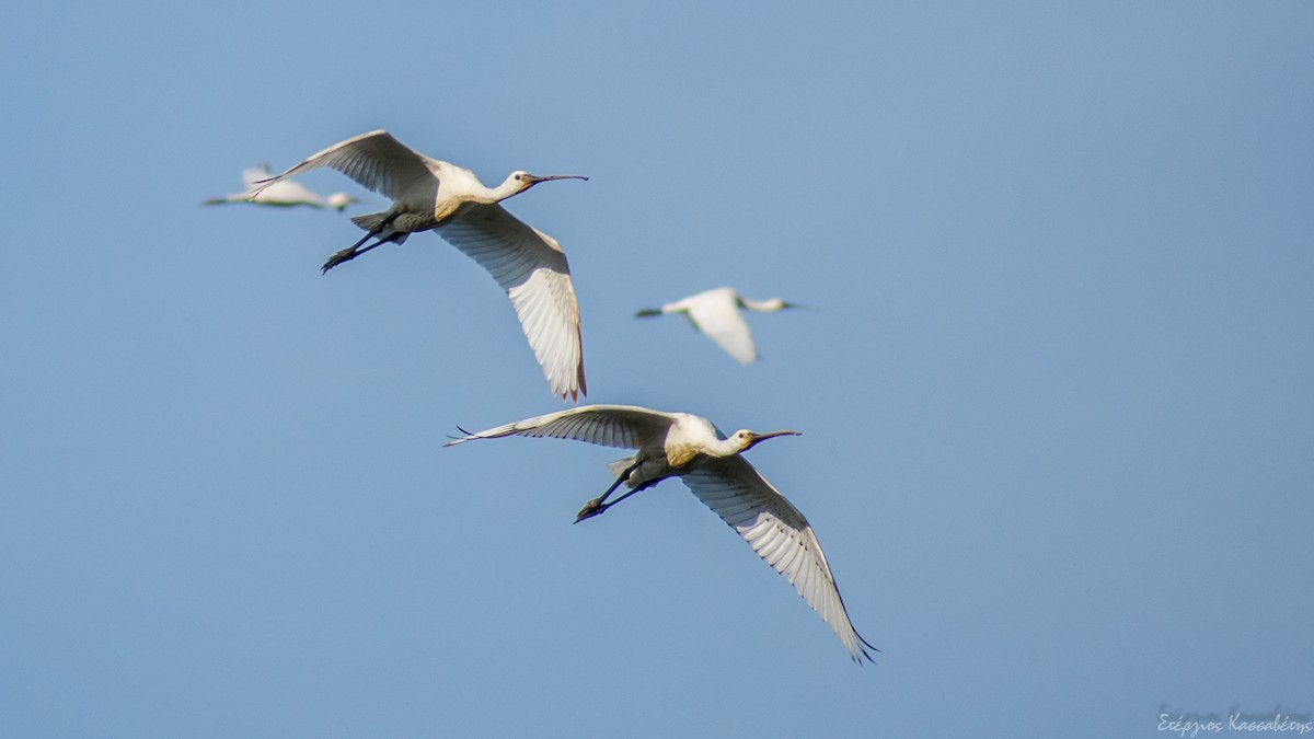 Eurasian Spoonbill - ML610142949