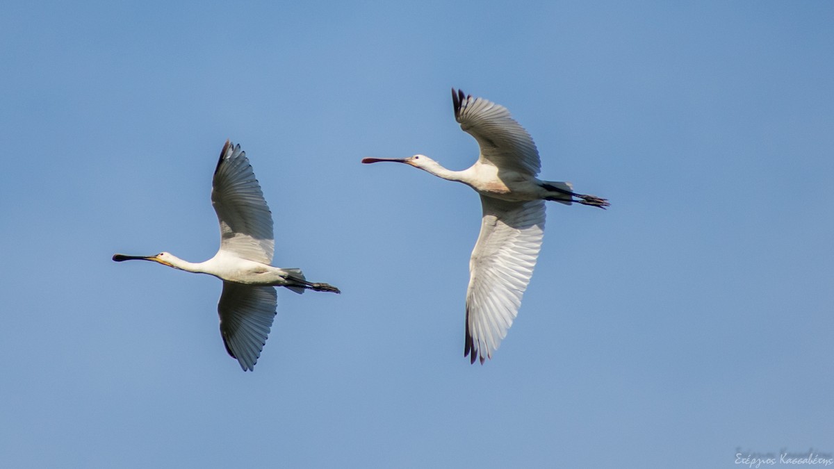 Eurasian Spoonbill - Stergios Kassavetis