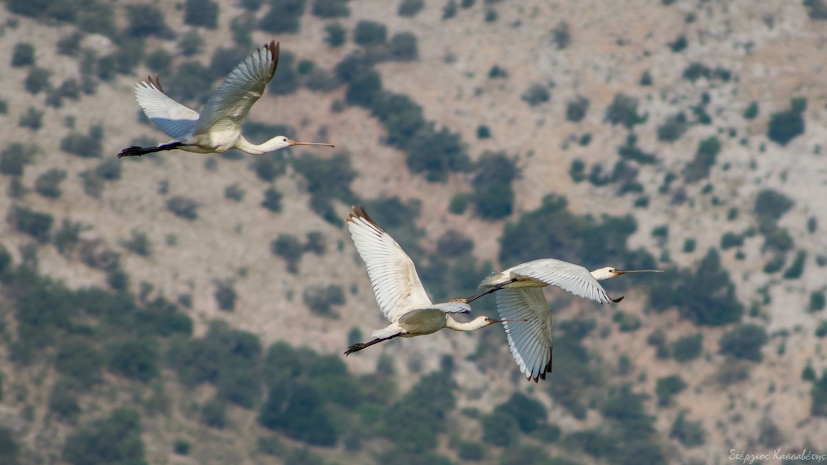 Eurasian Spoonbill - Stergios Kassavetis