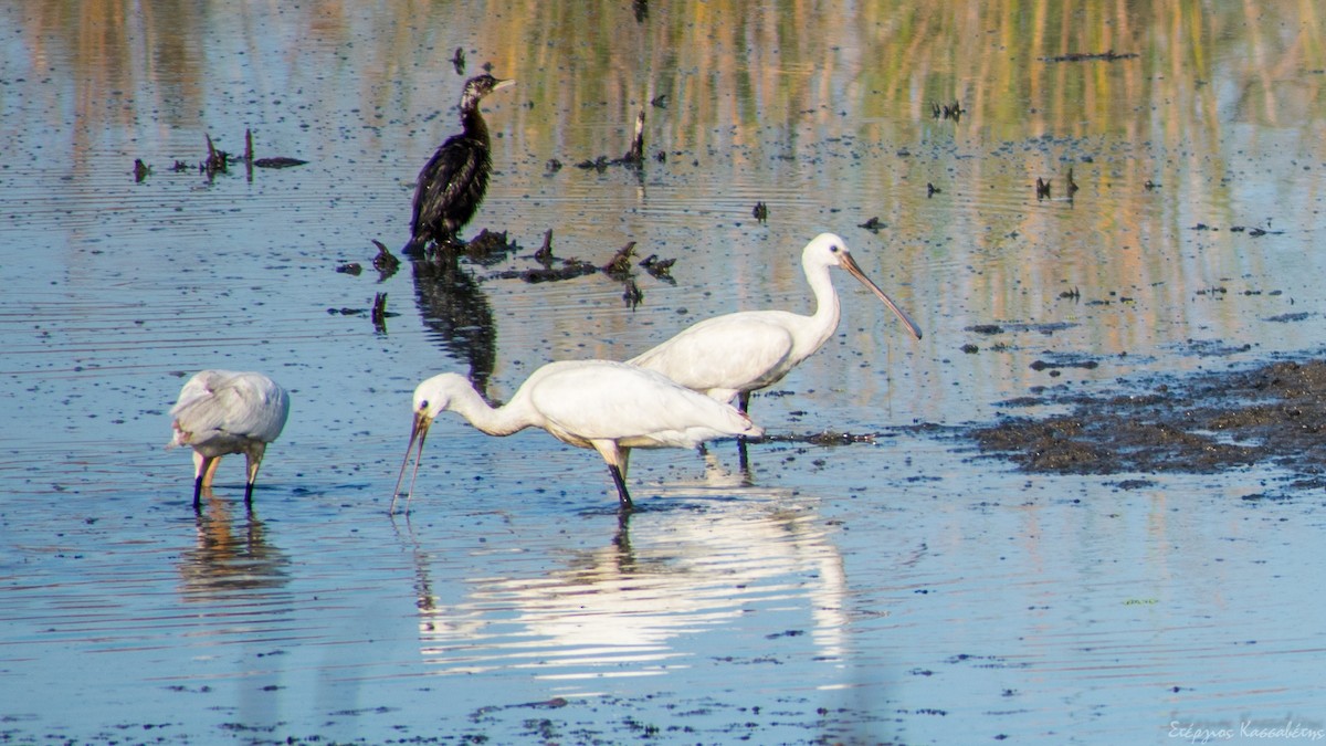 Eurasian Spoonbill - ML610142978