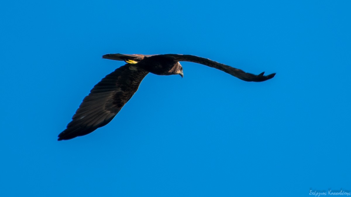 Western Marsh Harrier - ML610142991