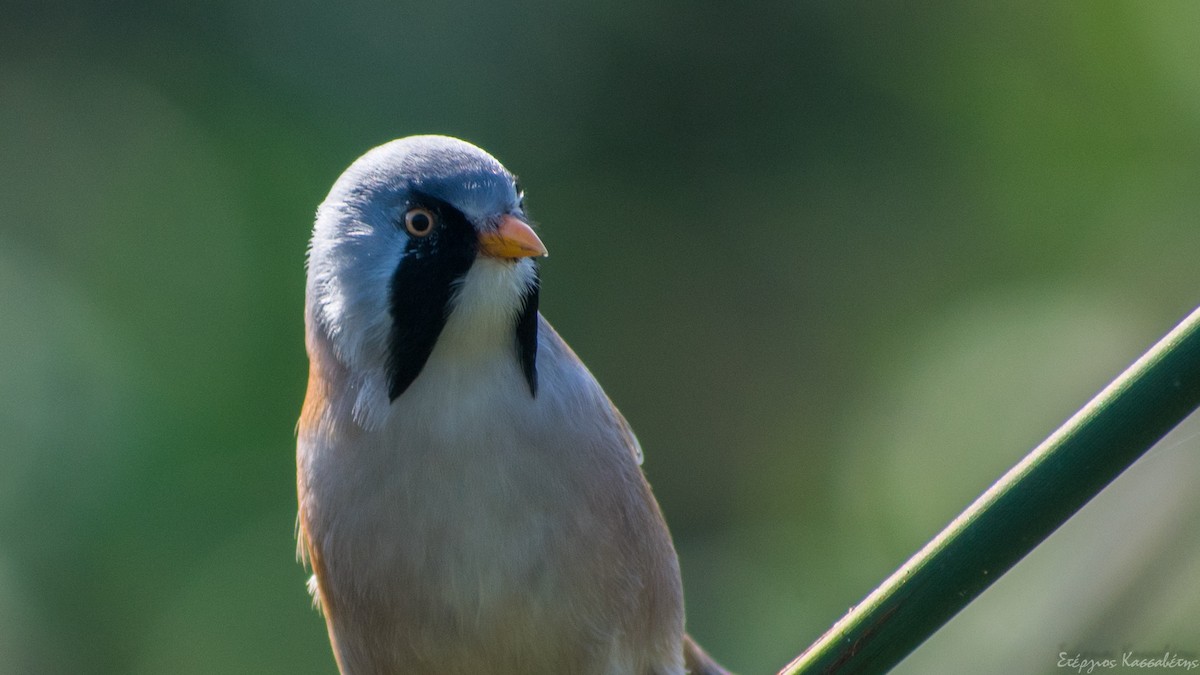 Bearded Reedling - ML610143000