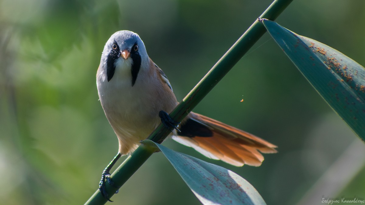 Bearded Reedling - ML610143001