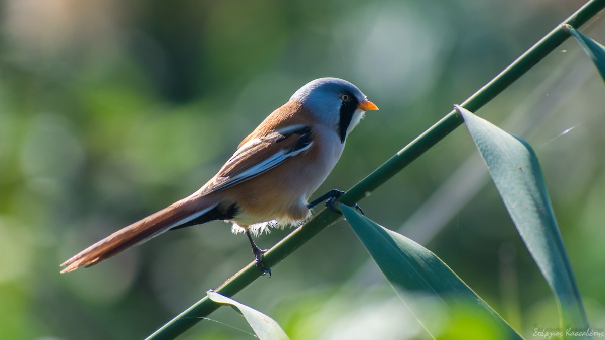 Bearded Reedling - ML610143002