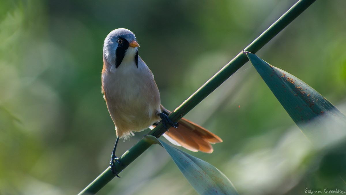 Bearded Reedling - ML610143003