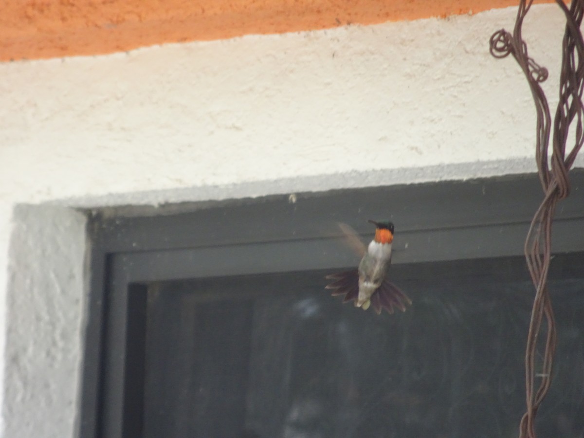 Ruby-throated Hummingbird - ML610143045