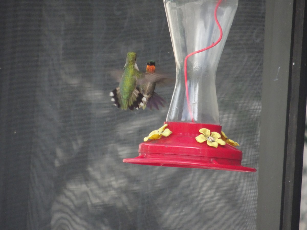 Ruby-throated Hummingbird - ML610143046