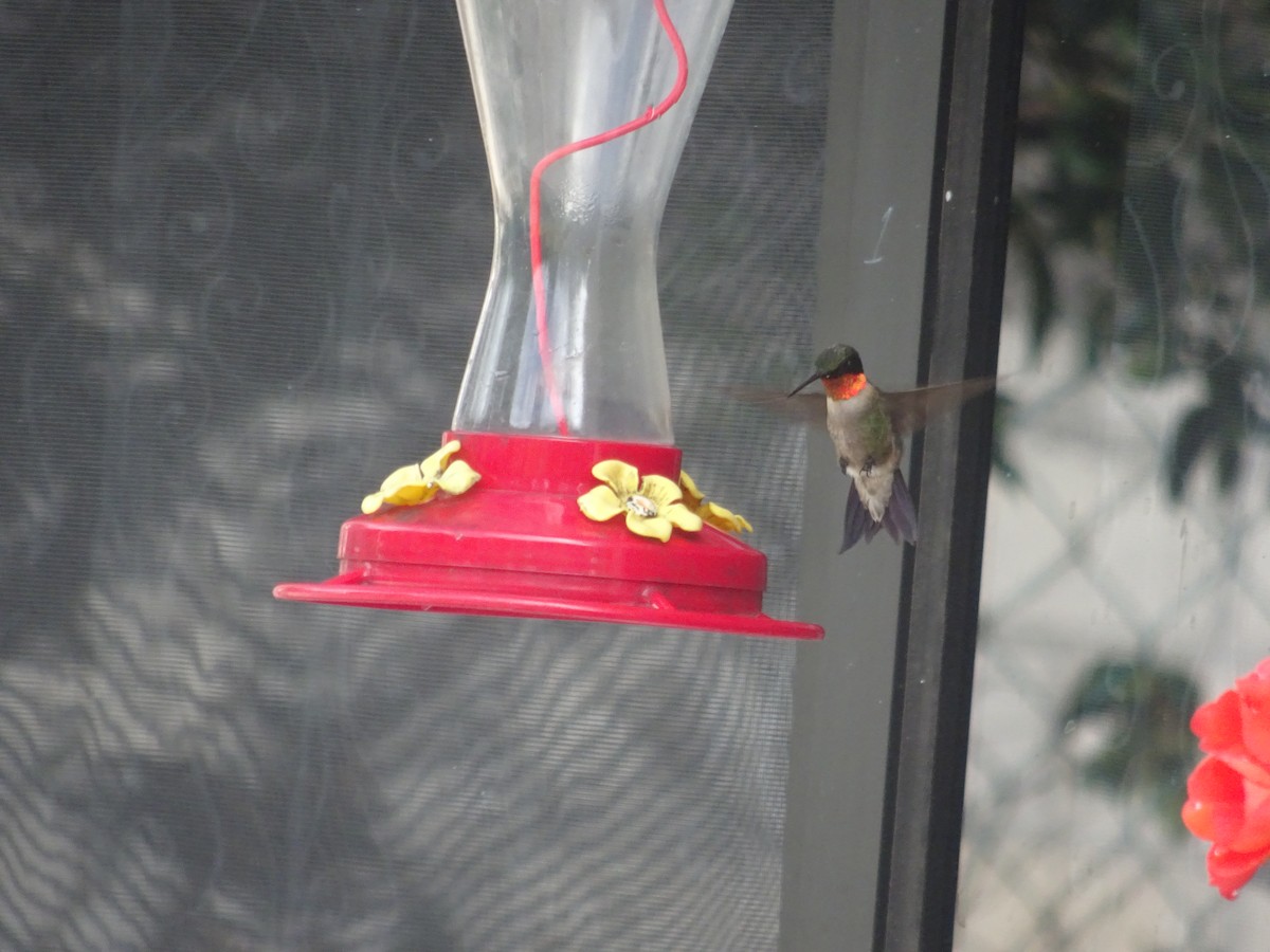 Ruby-throated Hummingbird - ML610143047